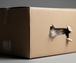 Zaginiona 13-latka znaleziona w pudełku! Trzy osoby zatrzymane