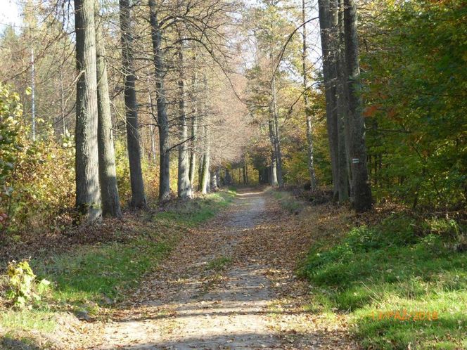 Szlak na Górę Dębową zachwyca jesienią. Rosną tam 100-letnie drzewa