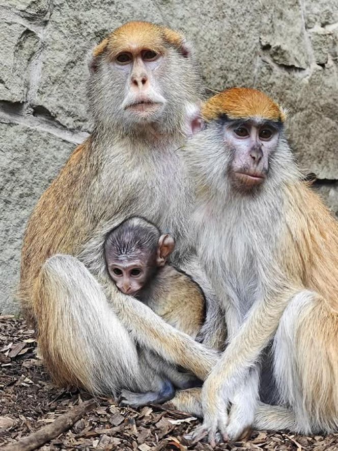 W Śląskim Ogrodzie Zoologicznym urodziły się dwa urocze patasy. Maluszki można już zobaczyć na wybiegu