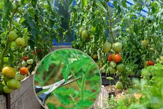 Obrywanie liści pomidorów - kiedy i jak obrywać liście pomidorów?