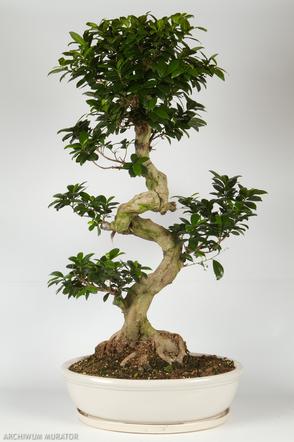 Cięcie  bonsai