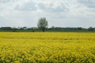 Uprawa soi staje się coraz bardziej opłacalna. Rekordowe dopłaty to dopiero początek korzyści