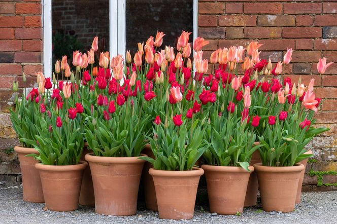 Tulipany w donicach