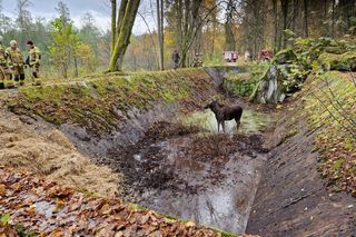 Klępa wpadła do basenu. Niecodzienna akcja ratunkowa w Wilczym Szańcu