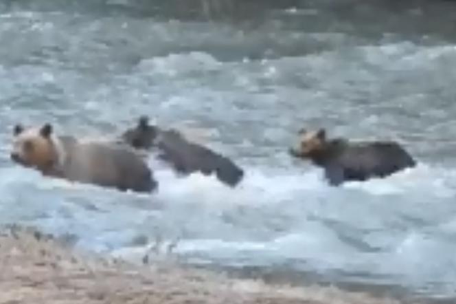 Przeprawa małych misiów przez rzekę w Bieszczadach: To wideo jest hitem sieci