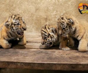 Trzy tygrysice przyszły na świat w opolskim zoo!