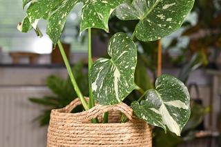 Monstera deliciosa 'Thai Constellation'