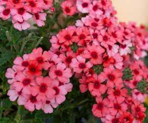 Kwiaty na słoneczny balkon