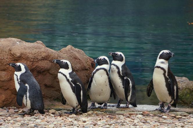 Zoo Wrocław: Pingwiny przylądkowe
