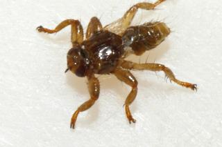 Latające kleszcze. Jak wygląda strzyżak sarni? Ukąszenie insekta jest nieprzyjemne i groźne dla ludzi