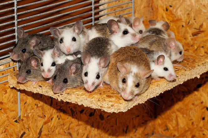 W mieszkaniu żyło ponad 1000 myszy