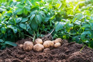 Kiedy i jak sadzić ziemniaki w ogrodzie? Uprawa ziemniaków - jakie ziemniaki do sadzenia?