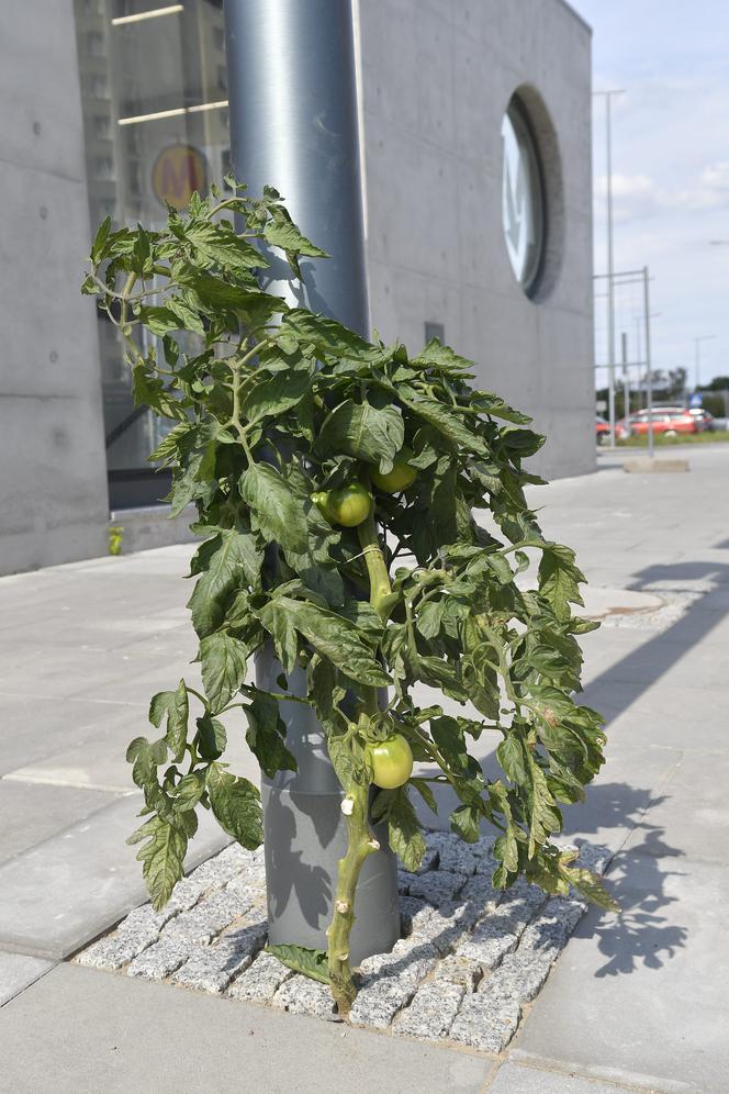 Pomidorek wyrósł w metrze