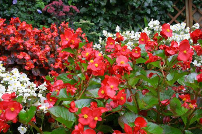 Begonia stale kwitnąca