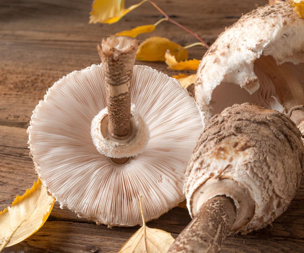 Kanie marynowane - przepis na młode kapelusze kani w occie