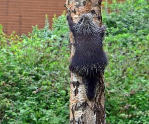 Nowe zwierzęta w gdańskim Ogrodzie Zoologicznym. W ZOO zamieszkały słodkie i przerażające maluchy