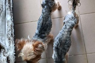 W Bydgoszczy odkryto pseudohodowlę yorków. To, co zobaczyłam, odebrało mi mowę