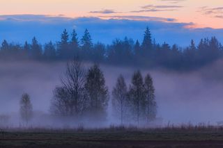 Puszcza Białowieska