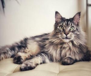 Maine Coon