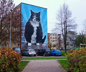 Mural z kotem Gackiem już odsłonięty
