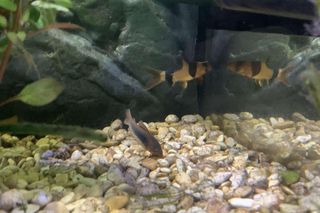 Bocja wspaniała dorasta do 30 cm! Potrafi dożyć 10 lat