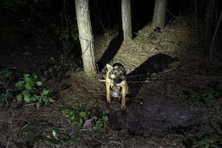 Pies w lesie przywiązany łańcuchem do drzewa