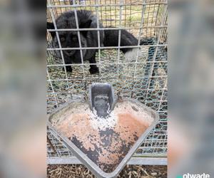 Hodowca skazany, ale ferma w Długich Starych koło Leszna działa dalej?