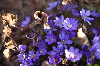 Przylaszczka pospolita (Hepatica nobilis) 