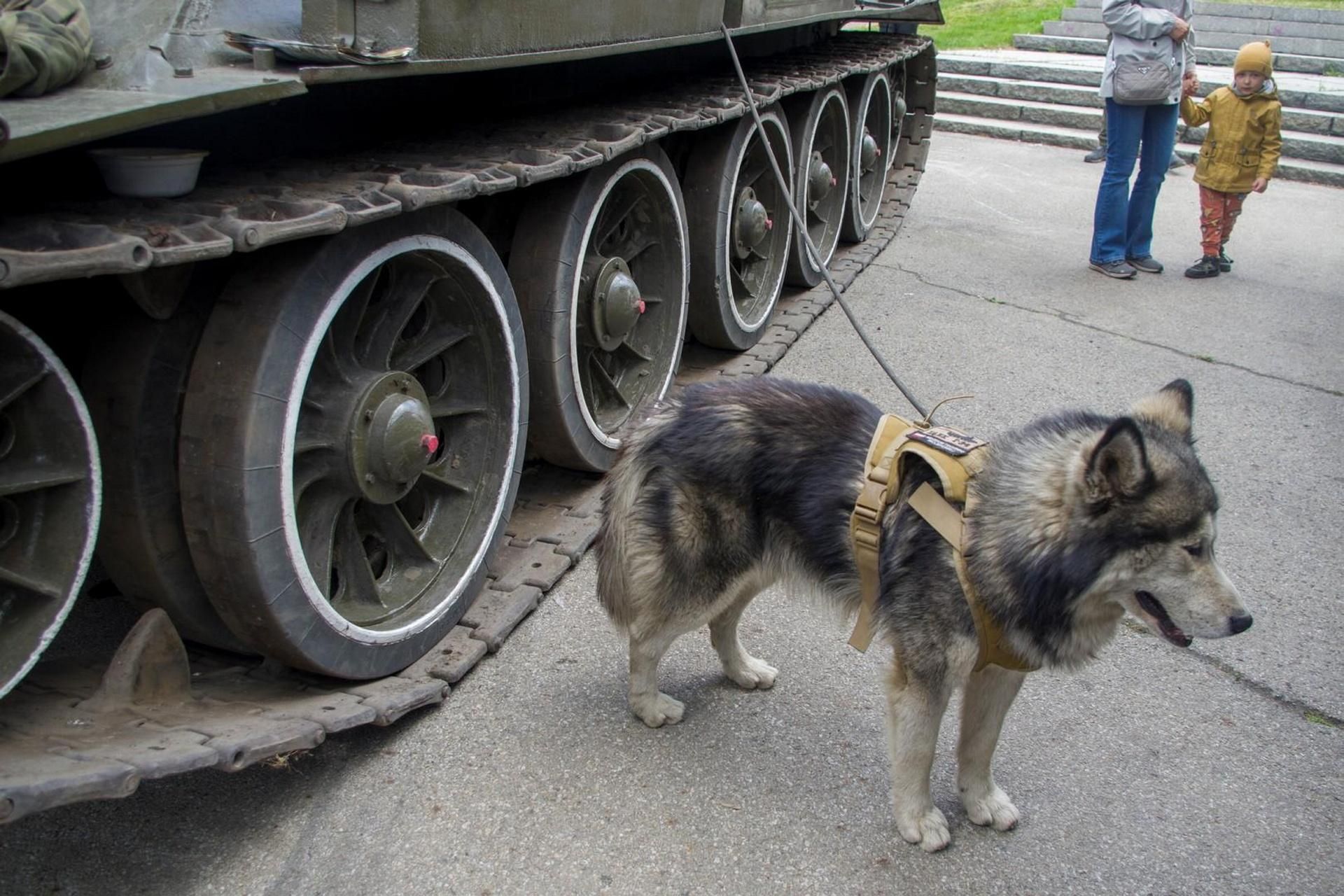 Festyn militarny