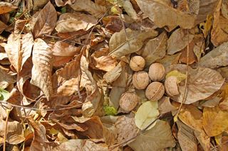 Co zrobić z opadłymi liśćmi orzecha włoskiego? Nie wyrzucaj, wykorzystaj!