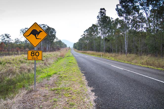 W Australii kangury są zagrożeniem dla kierowców
