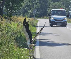 Bociany nietypowe zagrożenie na drodze.