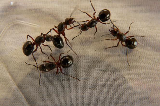 Tajemnicza przesyłka z Wrocławia do Manili. Setki mrówek w probówkach