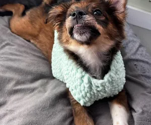 Zwierzęta z Fundacji Ada przywdziały sweterki na chłodniejsze dni 
