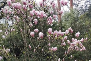 Ogród Dendrologiczny Uniwersytetu Przyrodniczego w Poznaniu