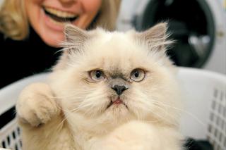 Kot przeżył pranie w pralce