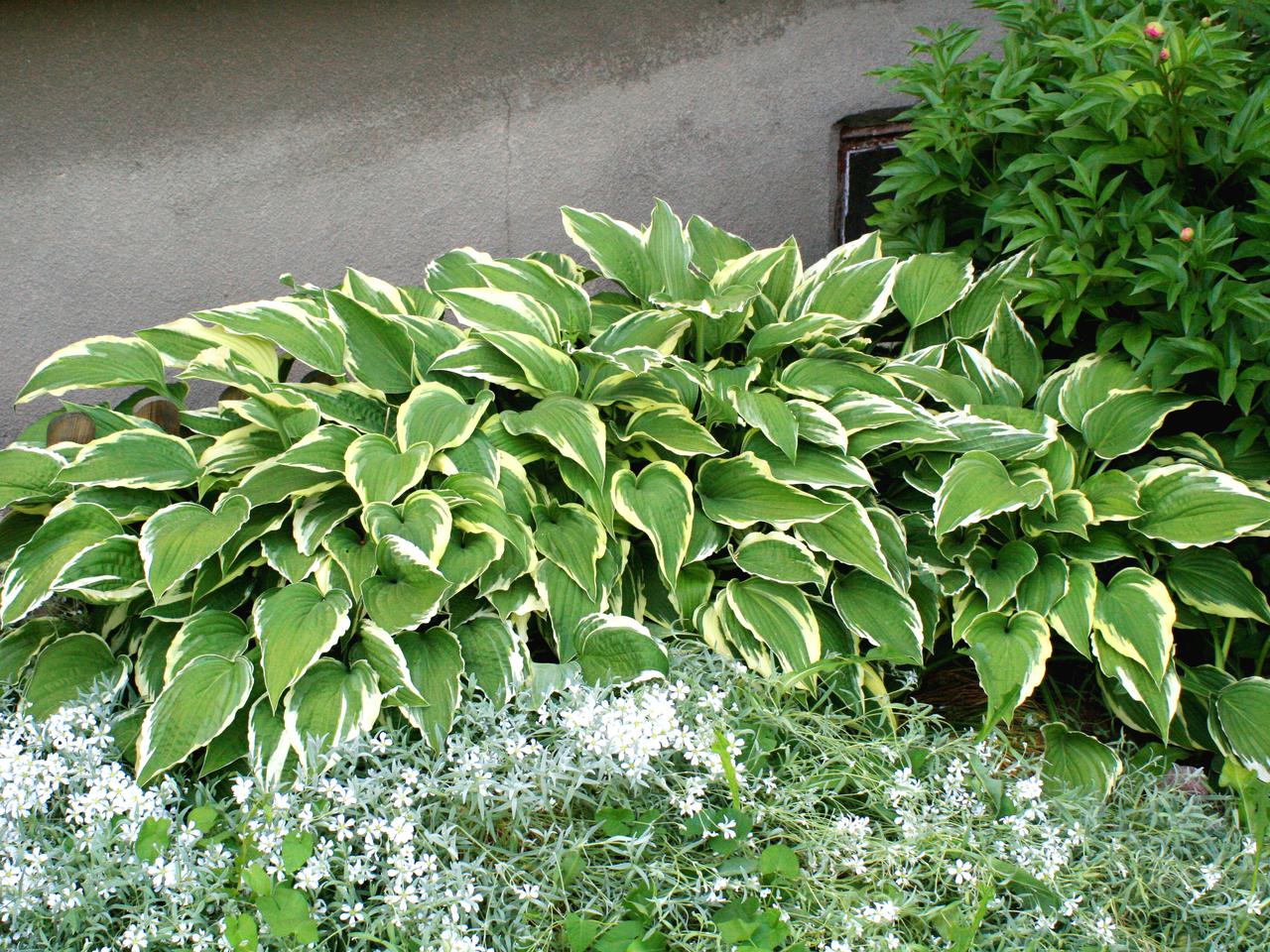Funkia falista 'Albomarginata' - Hosta undulata 'Albomarginata'