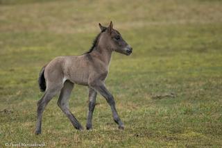 Rodzina koników polskich w Roztoczańskim Parku Narodowym się powiększa. Zobaczcie te słodkie maluchy!