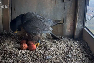 Wrotka zniosła kolejne jajko. W gnieździe jest ich już pięć