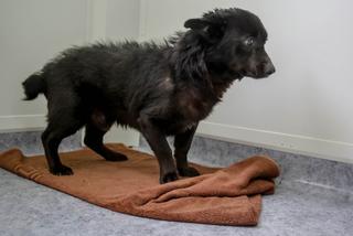 PIESEK NA GROBIE OPIEKUNA.