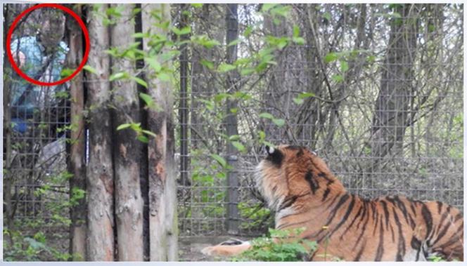 drażnił tygrysa w zoo