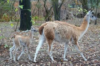 We wrocławskim zoo urodziło się gwanako