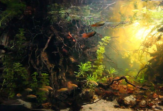 Rozmawiamy z Tomaszem Wiśniewskim, założycielem Aqua Dreams Bydgoszcz