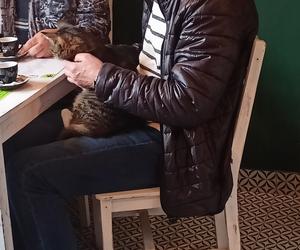 Kocia kawiarnia w Bielsku-Białej