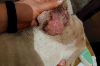 Łodzianka w takich warunkach trzymała blisko 100 buldogów!