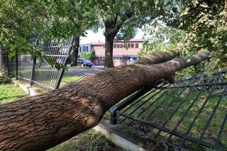 Burza w Wielkopolsce. Powalone drzewa zablokowały wiele dróg w Pile 