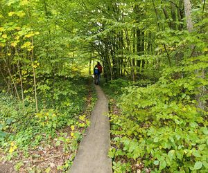 Zaczarowany ogród Alicji w Krainie Czarów i ścieżka spacerowa w lesie. Leśny Ogród Botaniczny Marszewo