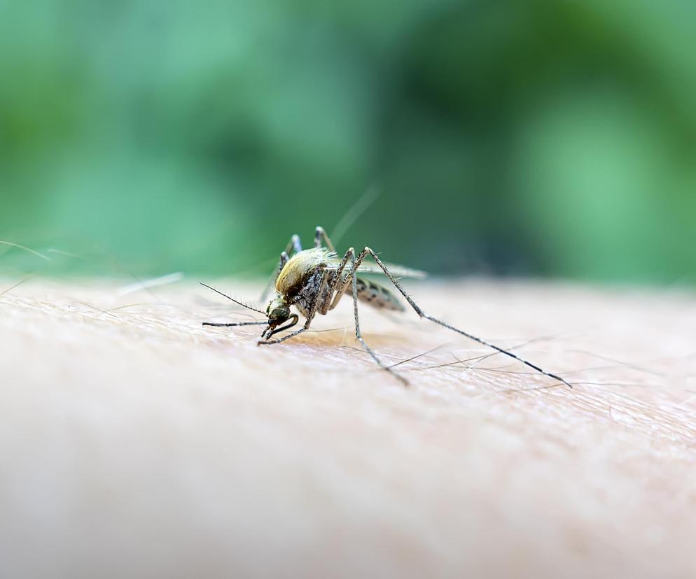 Trwa wielka sterylizacja komarów. Ma to pomóc ograniczyć ich liczebność