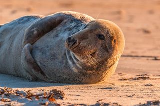 Co zrobić, gdy na plaży zauważysz fokę? Po ostatnim incydencie warto się dowiedzieć 