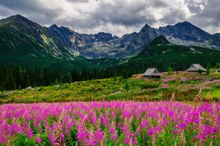 To najpiękniejszy letni moment w Tatrach. Różowe kwiaty rozlewają się po szlakach. Jak się nazywają i gdzie ich szukać?